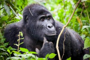 New Year Gorilla Trekking 