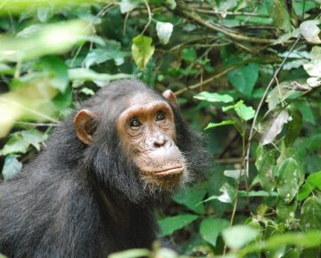 Male Chimpanzee photographed by our Guests who were on a Trekking tour to kibale in Western Uganda
