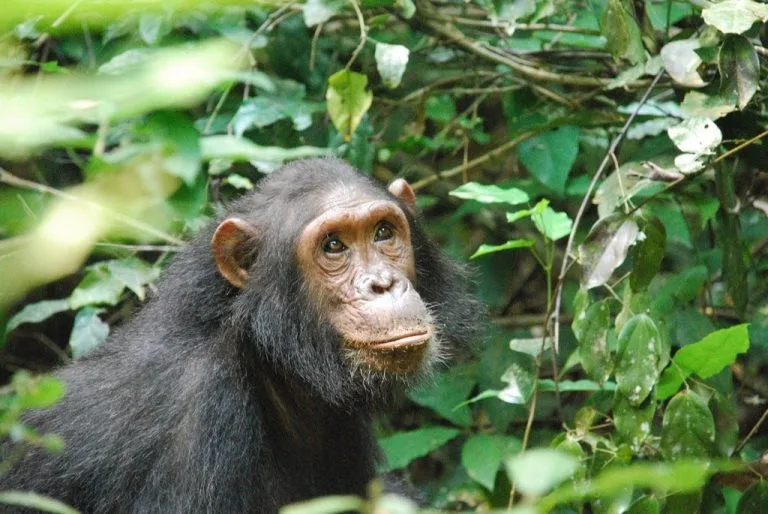 Male Chimpanzee photographed by our Guests who were on a Trekking tour to kibale in Western Uganda