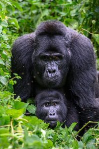 Rwanda Gorilla Trekking in Spring