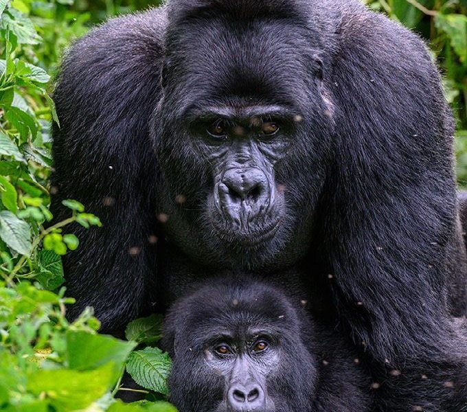 Rwanda Gorilla Trekking in Spring