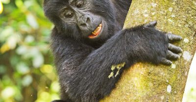 Uganda Gorilla Trekking in Spring