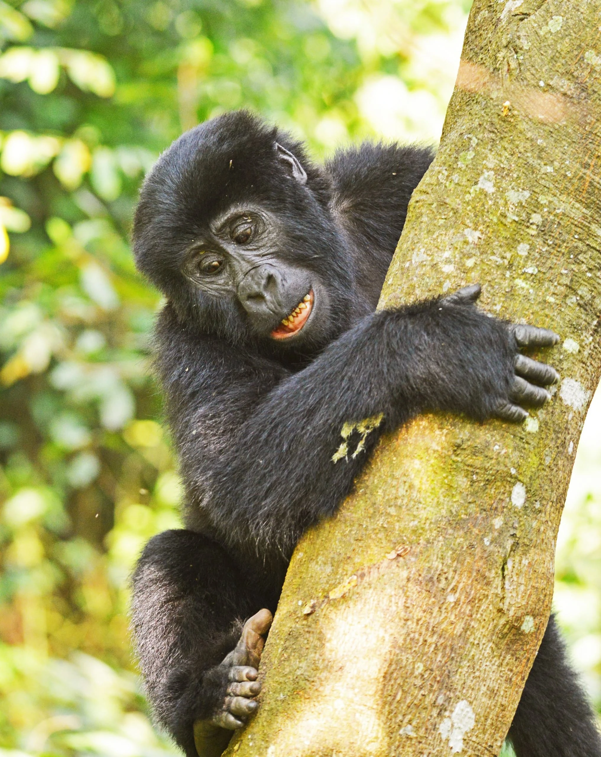 Uganda Gorilla Trekking in Spring