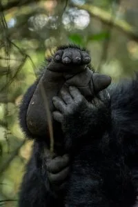 Sustainable Gorilla Safaris in Uganda