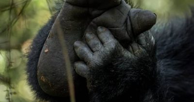 Sustainable Gorilla Safaris in Uganda