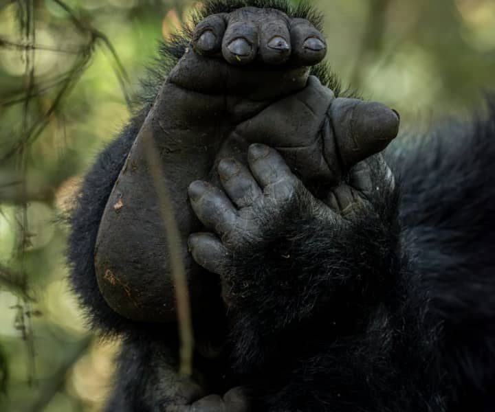 Sustainable Gorilla Safaris in Uganda