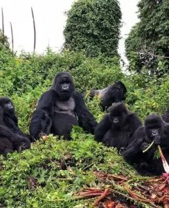 Which park in Uganda is better for gorilla trekking?