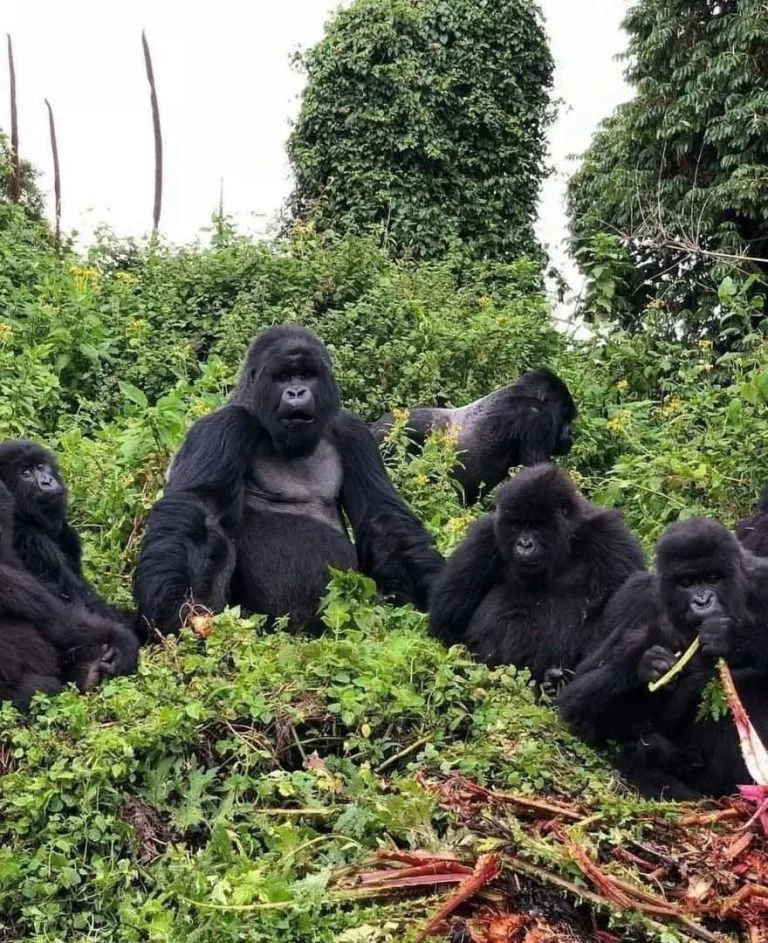 Which park in Uganda is better for gorilla trekking?