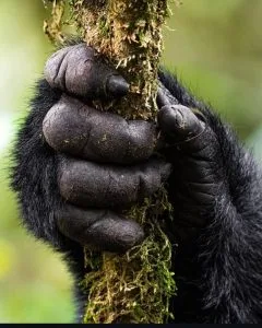 Comparing Uganda and Rwanda for Gorilla Trekking