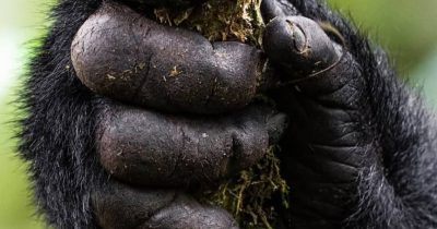 Comparing Uganda and Rwanda for Gorilla Trekking
