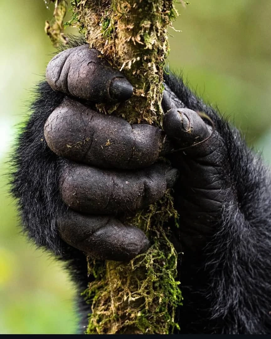 Comparing Uganda and Rwanda for Gorilla Trekking