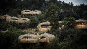 Lodges in Volcanoes National Park Visited by Gorillas