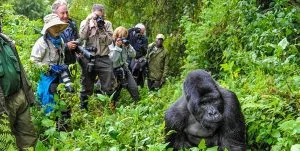 Tourist on gorilla trekking adventure in Volcanoes National Park, Rwanda