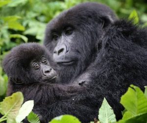 Available Gorilla Trekking Discounts