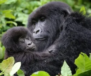 Available Gorilla Trekking Discounts