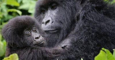 Available Gorilla Trekking Discounts