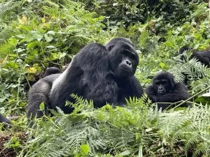 cost of gorilla trekking in Bwindi