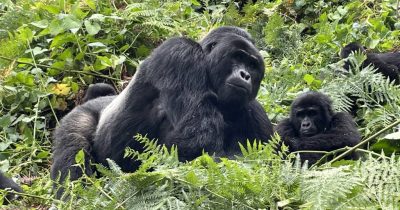 cost of gorilla trekking in Bwindi