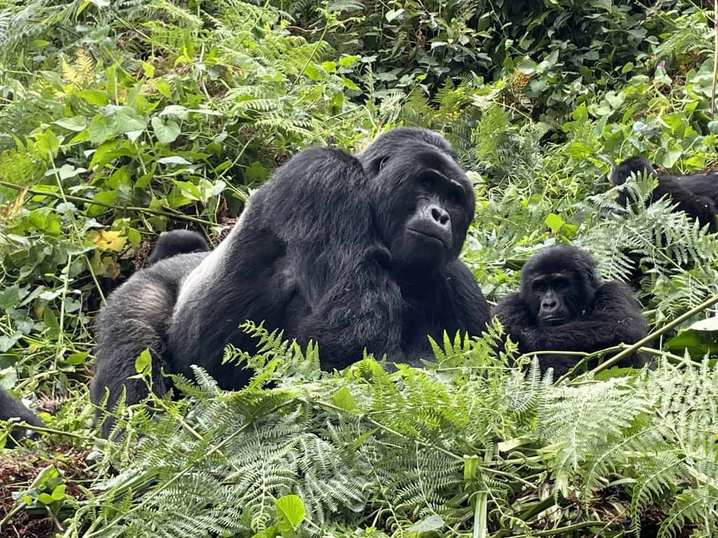 cost of gorilla trekking in Bwindi