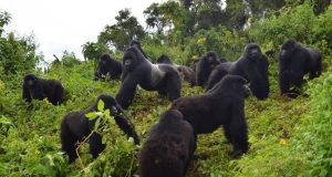 Best Discounted Gorilla Trekking Tours