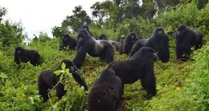 Best Discounted Gorilla Trekking Tours