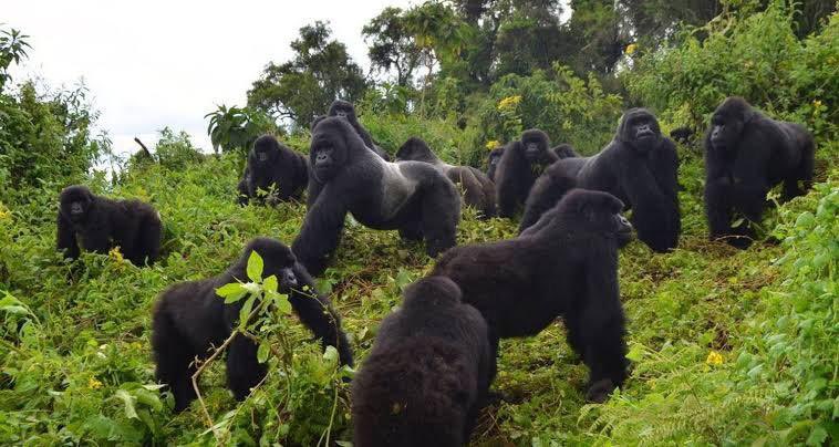 Best Discounted Gorilla Trekking Tours