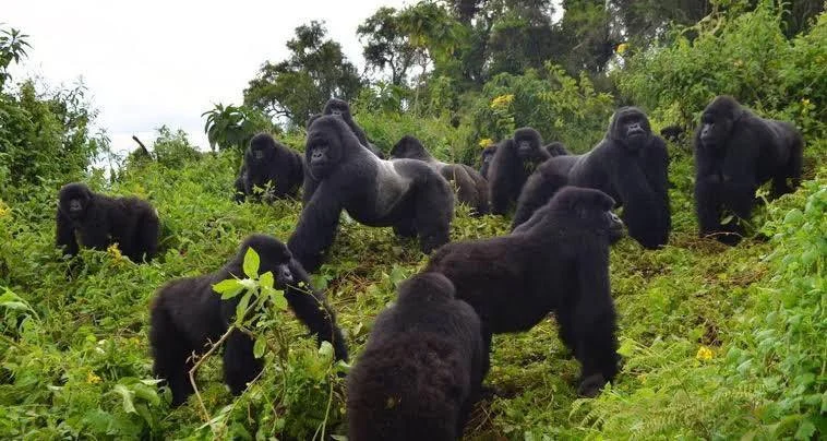 Best Discounted Gorilla Trekking Tours