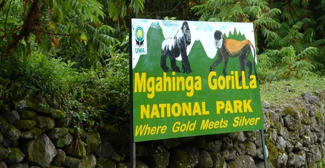 Gorilla Trekking in Mgahinga
