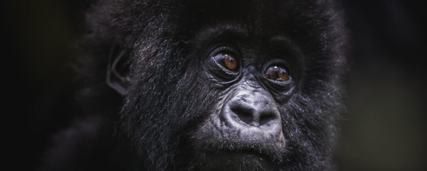 Mountain gorilla in Volcanoes National Park Rwanda, showcasing the rich wildlife