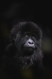 Mountain gorilla in Volcanoes National Park Rwanda, showcasing the rich wildlife