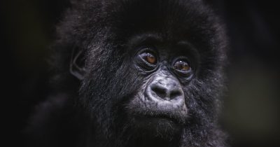 Mountain gorilla in Volcanoes National Park Rwanda, showcasing the rich wildlife