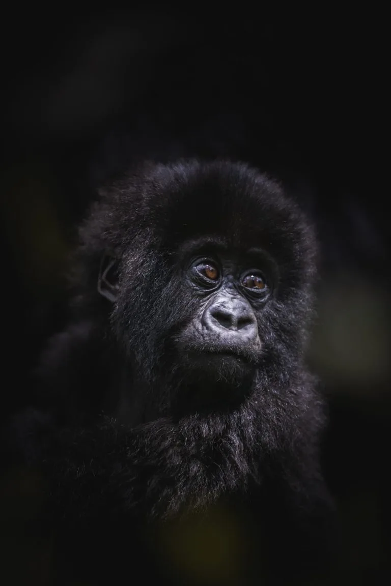 Mountain gorilla in Volcanoes National Park Rwanda, showcasing the rich wildlife