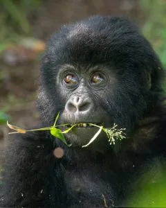 Mountain gorilla in Mgahinga Gorilla National Park Uganda