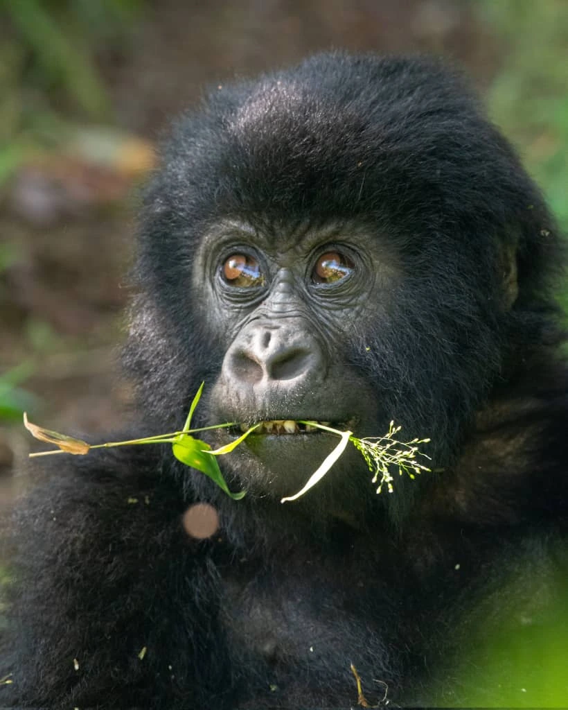 Mountain gorilla in Mgahinga Gorilla National Park Uganda