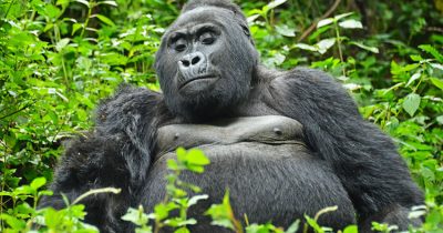 Combining Bwindi Gorilla Trekking with a Safari in Lake Mburo