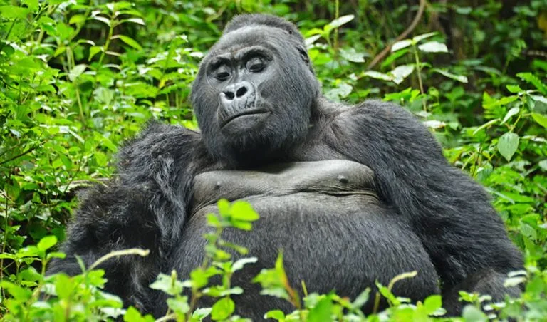 Combining Bwindi Gorilla Trekking with a Safari in Lake Mburo