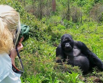 Tourist on gorilla trekking adventure in Volcanoes National Park, Rwanda
