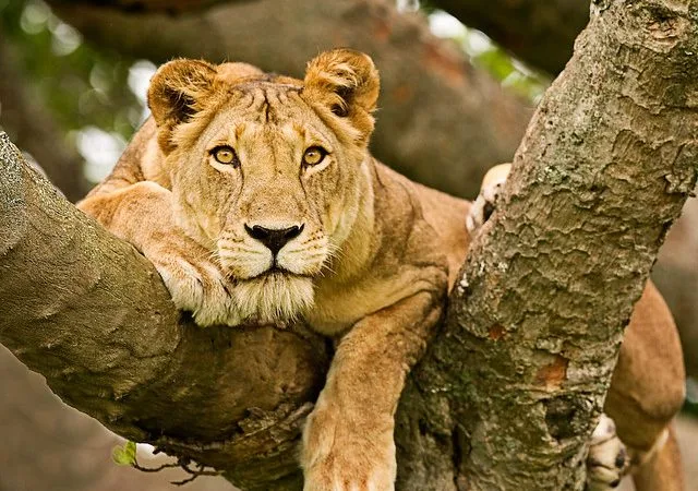 Female lion resting in the savannah of Queen Elizabeth National Park, Uganda