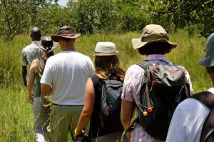 Walking Safaris in Murchison Falls