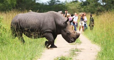 Walking Safaris in Uganda