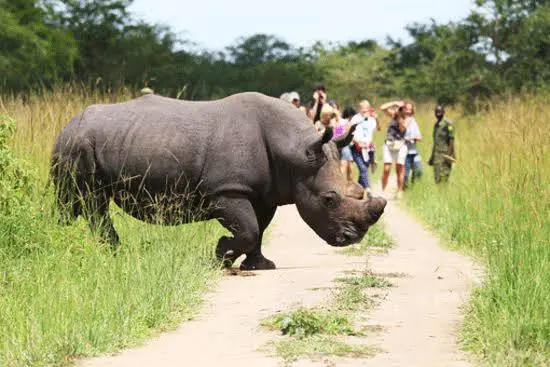 Walking Safaris in Uganda