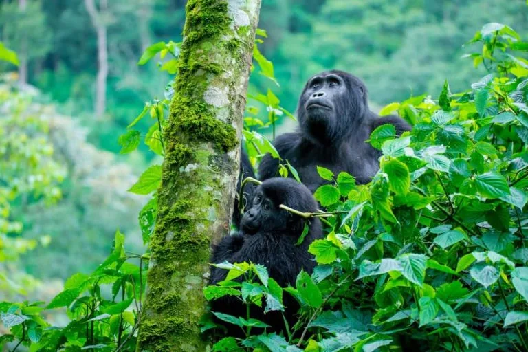 3 Days Best Uganda Gorilla Trekking from Kigali (2025/2026)