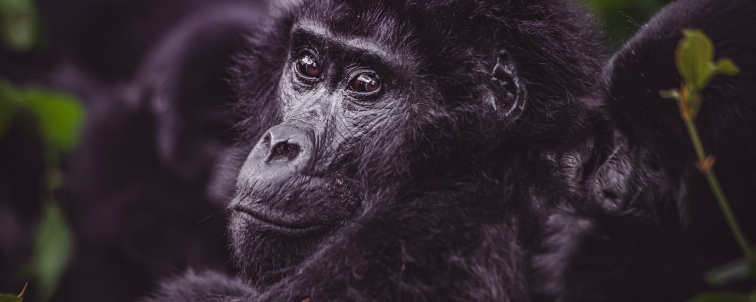Mountain gorilla resting in Bwindi Impenetrable Forest, Uganda. Picture taken on a 3 days Trekking