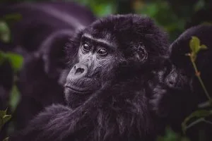 Mountain gorilla resting in Bwindi Impenetrable Forest, Uganda. Picture taken on a 3 days Trekking