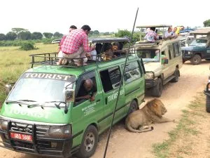 Game drive in Queen Elizabeth National Park on a Uganda Gorilla Tour