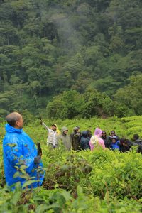 Visiting Gorillas in September