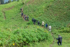 Visiting Gorillas in September
