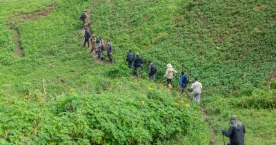Visiting Gorillas in September