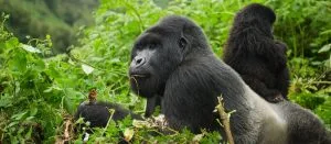 Gorilla Spotted on a Cheap Uganda Tour