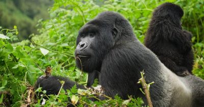 Gorilla Spotted on a Cheap Uganda Tour